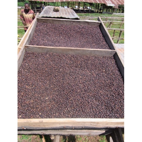 GourmetCoffee Specialty - Ethiopia Chelbesa Natural 250g