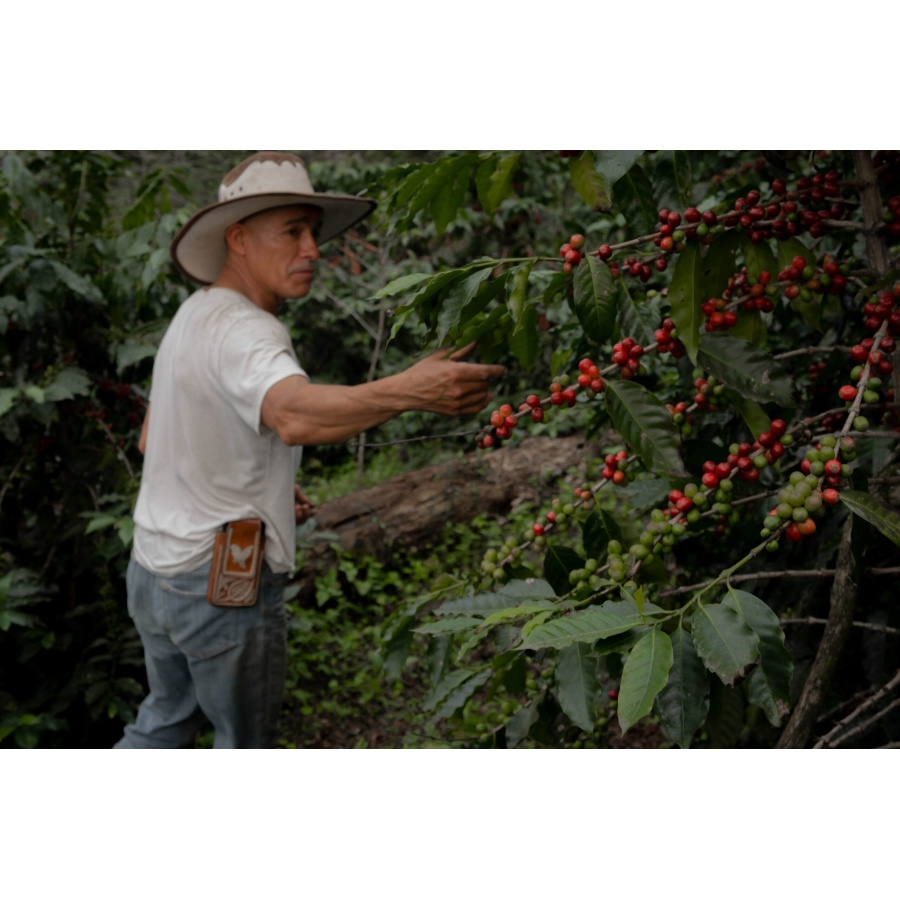 GourmetKáva Specialty - Mexico SV Kitos 250g