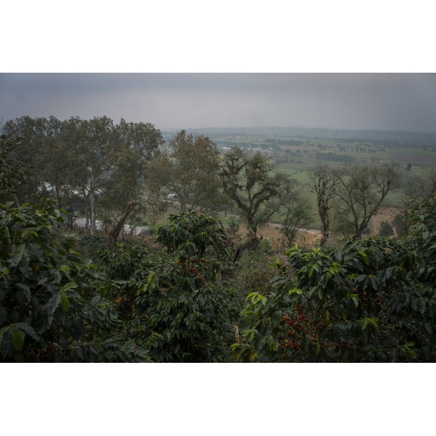 GourmetKava Specialty - Mexico SV Kitos 250g