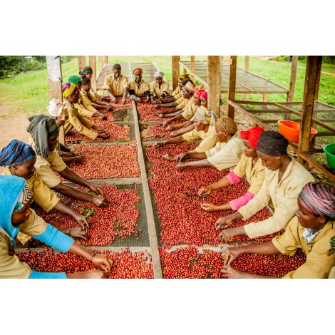 GourmetKava Specialty - Rwanda Ngororero 250g