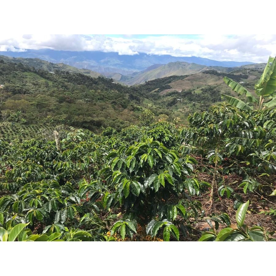 GourmetKáva Specialty Euphoria Espresso 250g