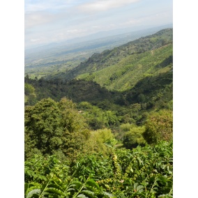 GourmetCoffee Specialty Colombia Tumbaga DECAF 250g 2