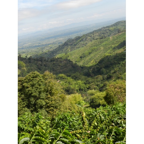 GourmetKáva Specialty Colombia Tumbaga DECAF 250g