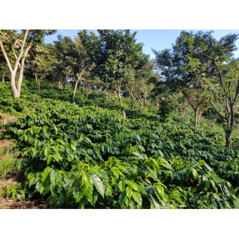 GourmetCoffee Specialty - Salvador V. Hermosa Anaerobic 250g