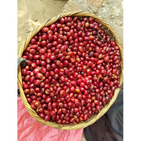 GourmetKáva Specialty - Salvador V. Hermosa Anaerobic 250g