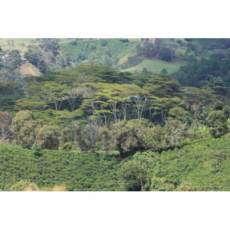 GourmetCoffee Specialty Colombia El Agrado Honey 250g