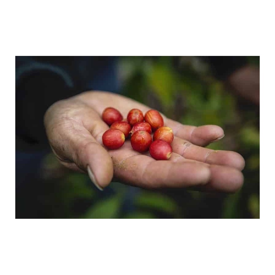 GourmetKava Specialty - Peru T. Sachez 250g