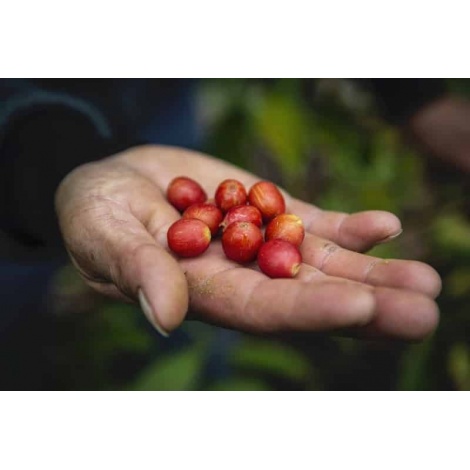 GourmetKava Specialty - Peru T. Sachez 250g