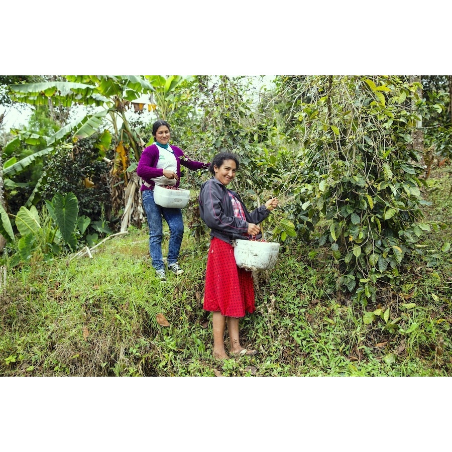GourmetKava Specialty - Peru T. Sachez 250g
