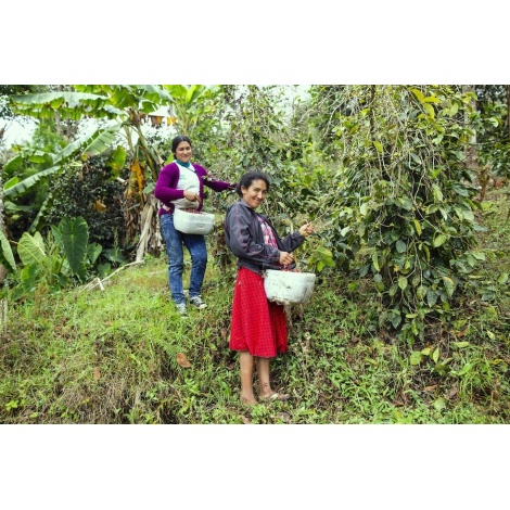 GourmetKava Specialty - Peru T. Sachez 250g