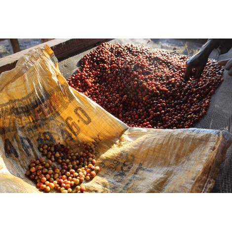 GourmetCoffee Specialty Burundi Gakenke 250g