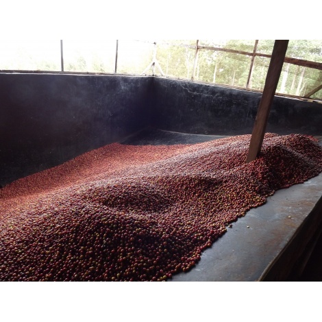 GourmetKáva Specialty Kenya Baragwi - Guama AA 250g