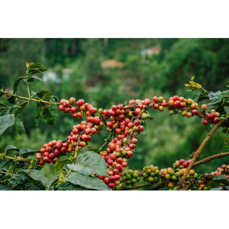 GourmetCoffee Specialty Kenya Baragwi - Guama AA 250g