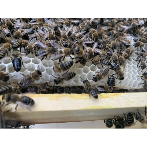 Honey 1 kg
