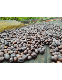 GourmetKava Specialty Ethiopia Dambi Natural 250g 2