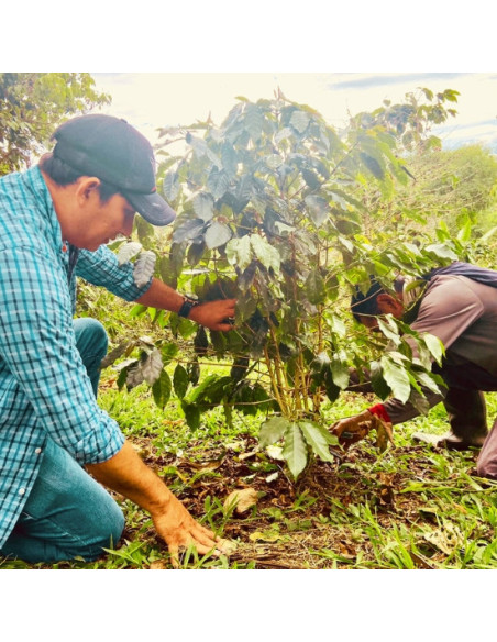 Peru Huancaruna BIO, zrnková káva arabica