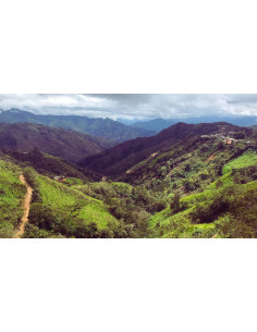 GourmetKava Specialty Peru Huabal 250g 2