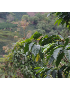 GourmetKava Specialty Colombia La Cabana 250g 2