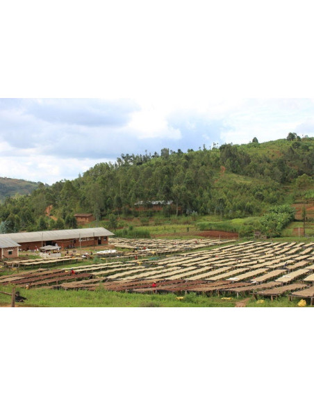 GourmetKava Specialty Burundi Yandaro 250g