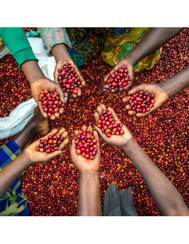 Nordbeans Funky Filtr Uganda 250 g whole bean coffee