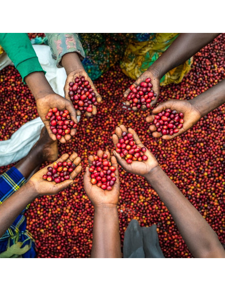 Nordbeans Funky Filtr Uganda 250 g whole bean coffee