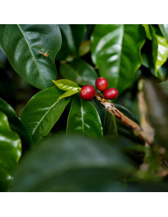 Nordbeans Costa Rica Vara Blanca Honey 250g 2