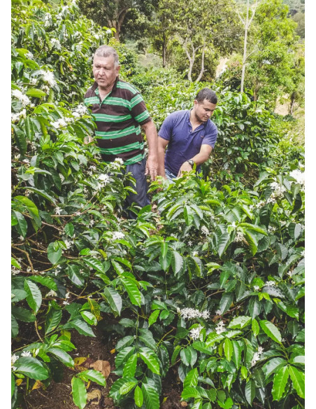 Kafe Francin Kolumbie Finca La Providencia De Jeshua 250g