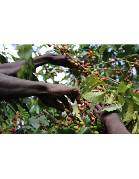 GourmetKáva Specialty - Kenya Kiri ESP 250g