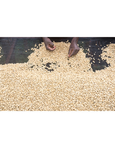 GourmetKáva Specialty - Kenya Kiri ESP 250g