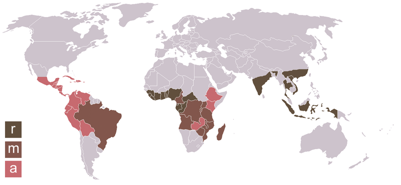 srovnání arabica vs. robusta