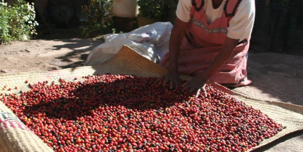 Fair trade káva
